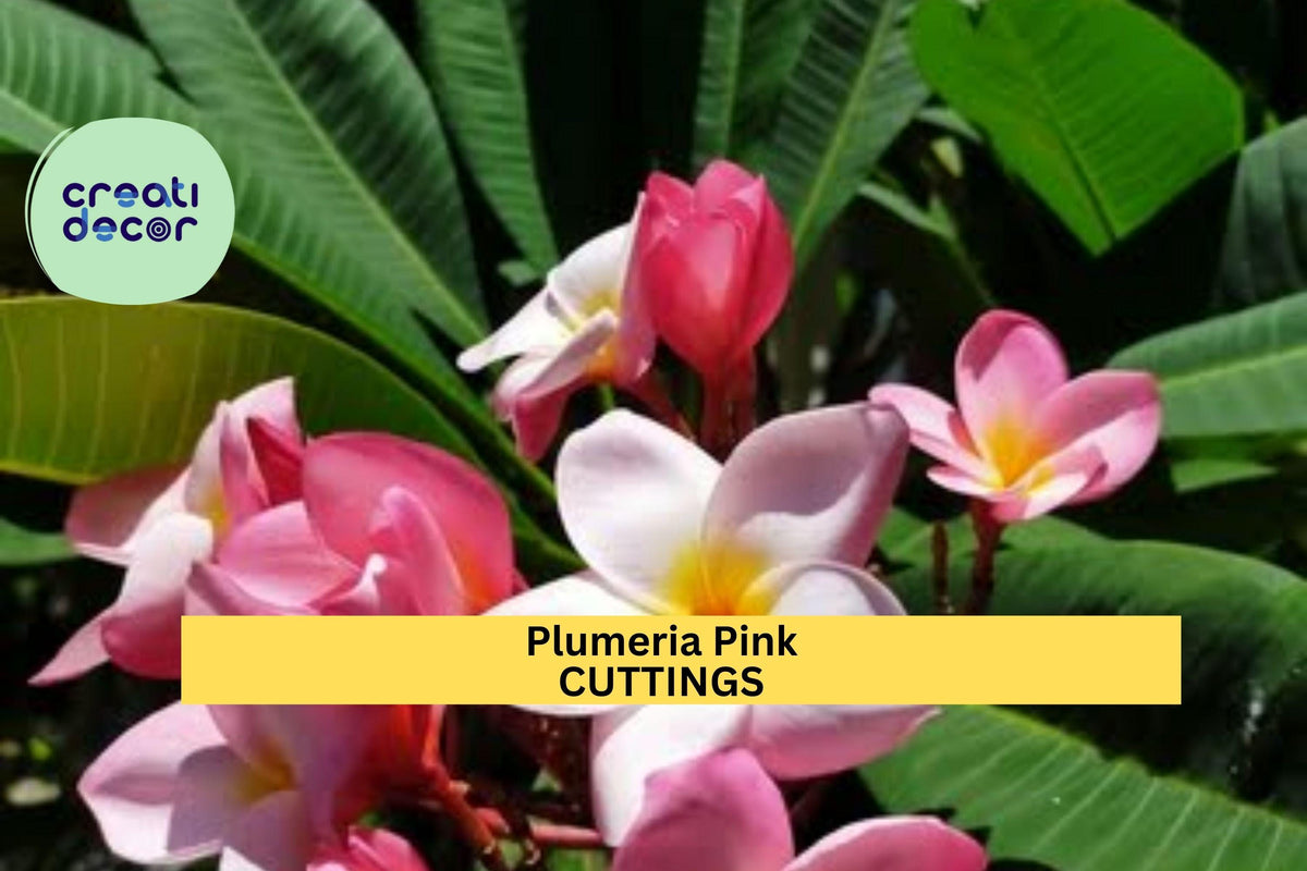 Pink Plumeria Cutting – 7–10 Inch Unrooted Stem with 3 Tips | Plumeria rubra Tropical Flowering Shrub for Pots & Gardens