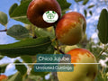 Unrooted Jujube Scion Cuttings 6-8" for Grafting, Chico Ziziphus jujuba, Sweet Nutritious Fruit Tree Propagation