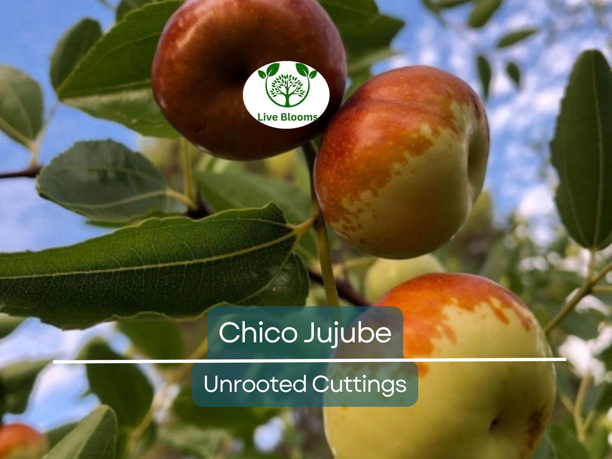 Unrooted Jujube Scion Cuttings 6-8" for Grafting, Chico Ziziphus jujuba, Sweet Nutritious Fruit Tree Propagation