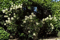 10 Texas Ebony Seeds - Fragrant Evergreen Bonsai Tree, Drought Tolerant Shade Plant, Pithecellobium flexicaule
