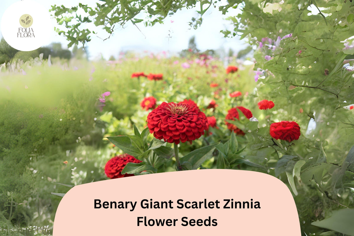 Benary Giant Scarlet Zinnia Seeds – Scarlet Red Double Blooms for Cut Flowers & Summer Gardens – Zinnia elegans