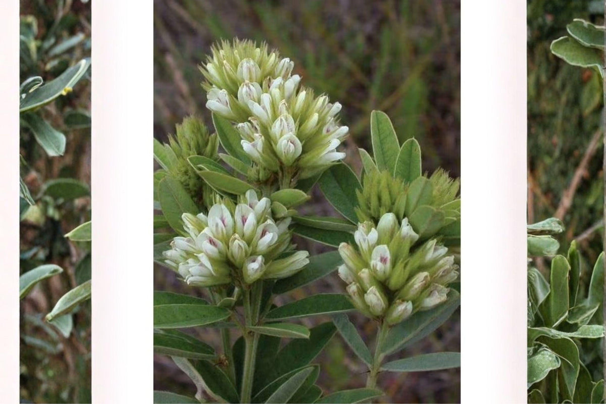 Roundhead Bush Clover Seeds – Lespedeza capitata – Native Legume for Pollinator Gardens and Prairie Wildflowers