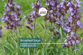 150 Broadleaf Sage Seeds – Non-GMO, Heirloom, Culinary, Perennial, Deer Resistant, Medicinal Herb, Garden Seeds, USA Seller