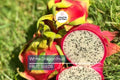 White Dragon Fruit Seeds - Climbing Cactus Vine for Fruiting, Hylocereus undatus, Edible Exotic Fruit, Fast-Growing Plant
