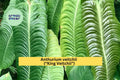 Anthurium veitchii King Veitchii Live Starter Plant – Rare Tropical Aroid with Large Textured Leaves