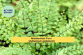 Maidenhair Fern Live Roots 20-Pack – Adiantum pedatum Hardy Shade Fern Rhizomes for Woodland & Indoor Gardens