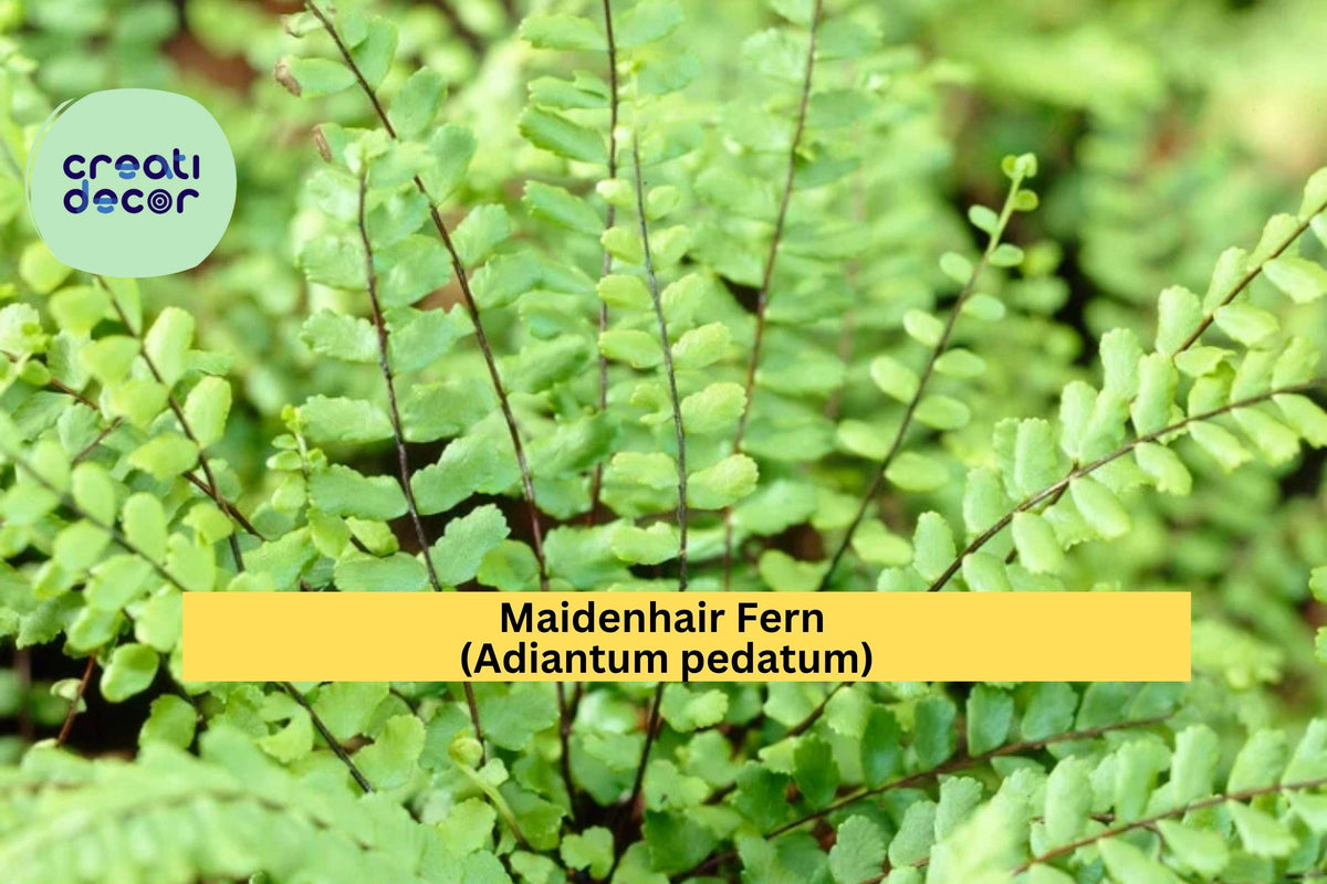 Maidenhair Fern Live Roots 20-Pack – Adiantum pedatum Hardy Shade Fern Rhizomes for Woodland & Indoor Gardens