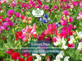 Sweet Pea Vine Seeds 50 Pack Royal Family Garden Mix Fragrant Climbing Vines for Trellises & Fences
