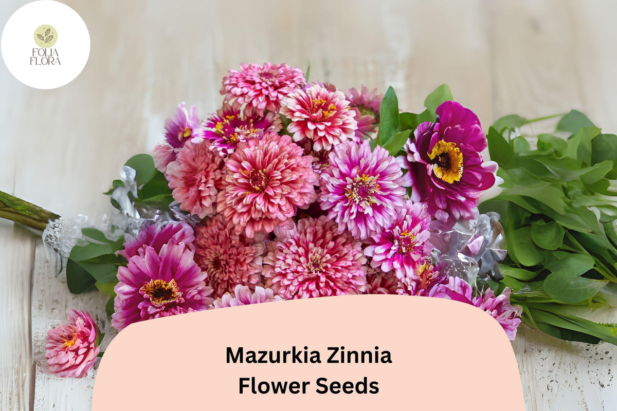 Zinnia Seeds Pink & White Bicolor | Mazurkia Zinnia elegans | Pollinator Garden, Cut Flowers, Annual
