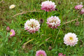Alsike Clover Seeds – Trifolium hybridum, 100 Non-GMO, Pollinator Friendly Cover Crop, Soil Improvement, Erosion Control