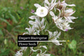Elegant Blazingstar Seeds (Liatris elegans) – 25 Pollinator-Friendly Wildflower Seeds for Gardens, Borders & Meadows