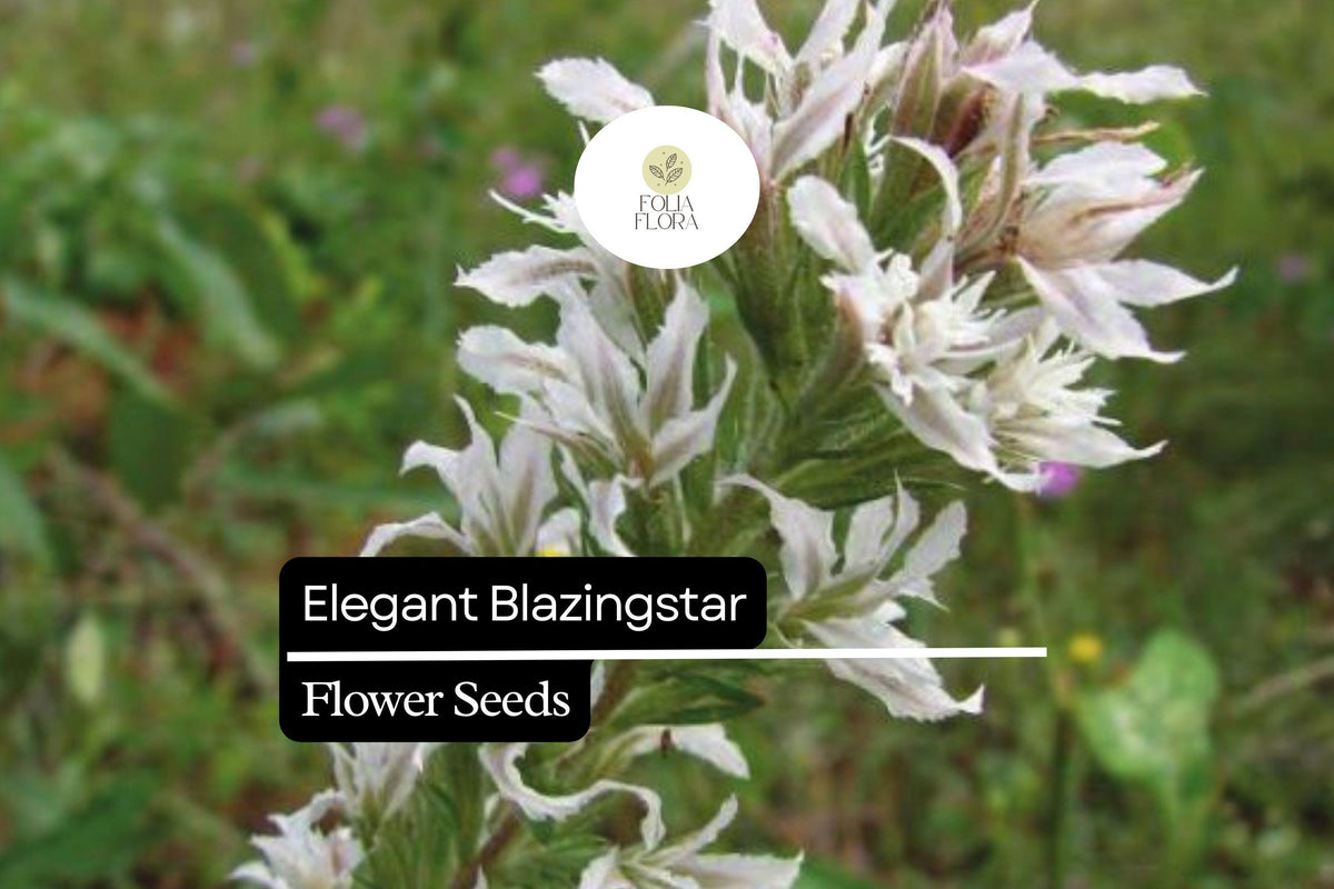 Elegant Blazingstar Seeds (Liatris elegans) – 25 Pollinator-Friendly Wildflower Seeds for Gardens, Borders & Meadows
