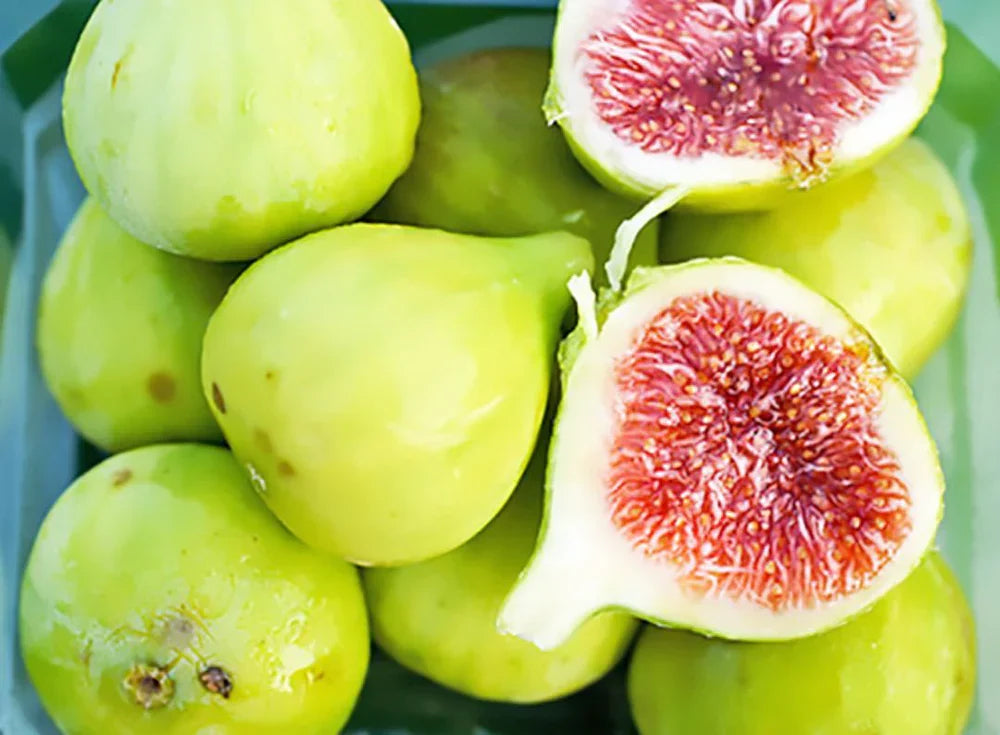 Strawberry Verte Fig Cutting 6-8 Inch Unrooted Ficus carica Propagation Grafting Green Variety