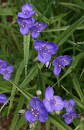 Tradescantia occidentalis Seeds – Prairie Spiderwort Native Perennial Wildflower with Blue Purple Blooms, Attracts Pollinators, Full Sun