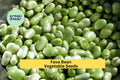 3pcs Fava Bean Seeds – Broad Beans for Cool Season Planting in Garden Beds, Containers, Vicia faba