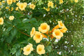 20 Yellow Trumpet Vine Seeds – Campsis radicans Flava – Climbing Flower for Arbors & Fences