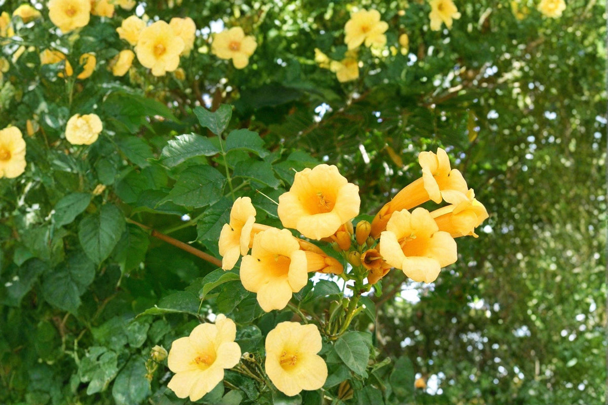 20 Yellow Trumpet Vine Seeds – Campsis radicans Flava – Climbing Flower for Arbors & Fences