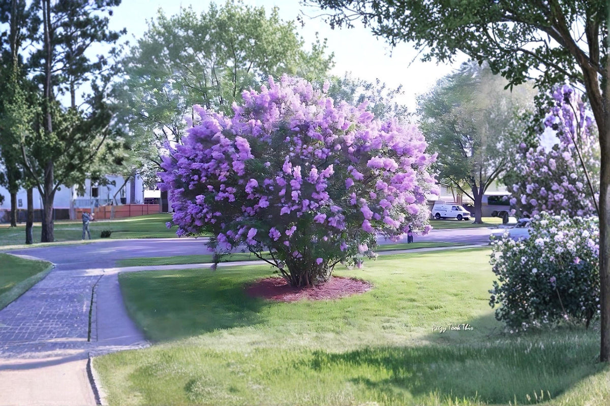 Lilac Live Plants - 2 Pack, Fragrant Purple Flowering Shrubs, Syringa vulgaris, Deciduous Garden Bushes