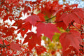 Red Maple Seeds – Acer rubrum Northern Strain, Fall Color, Hardy Native Shade Tree, 10 Seeds