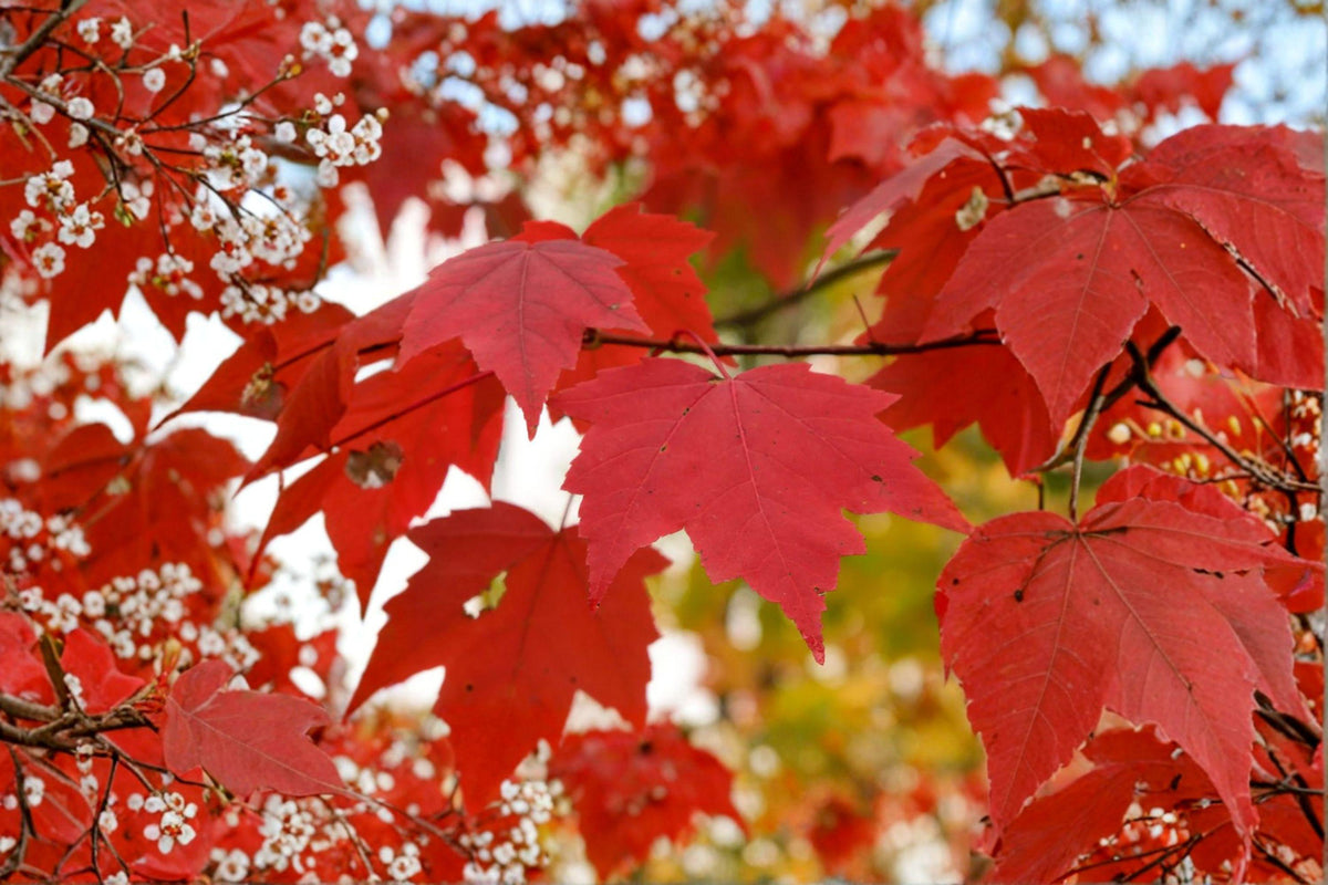 Red Maple Seeds – Acer rubrum Northern Strain, Fall Color, Hardy Native Shade Tree, 10 Seeds