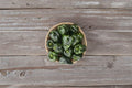 Ancho Poblano Hot Pepper Seeds – Capsicum annuum, Mild–Medium Heat, Mexican Chili, Stuffing & Drying, 25 Seeds