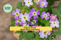 Virginia Stock Seeds, 100 Count, Colorful Annual Flower Seeds for Borders & Gardens, Malcolmia maritima