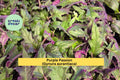 Purple Passion Plant – Gynura aurantiaca – Live Rooted Starter, Fuzzy Purple Velvet Houseplant for Indoor Decor