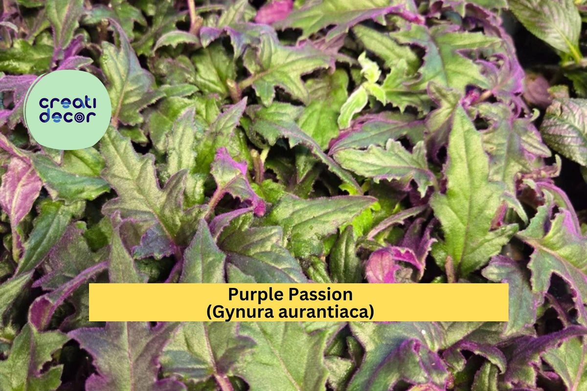 Purple Passion Plant – Gynura aurantiaca – Live Rooted Starter, Fuzzy Purple Velvet Houseplant for Indoor Decor