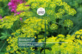 4,000 Bouquet Dill Seeds – Non-GMO Heirloom Culinary Herb for Pickling & Cooking, Fast-Growing Anethum graveolens, USA Seller