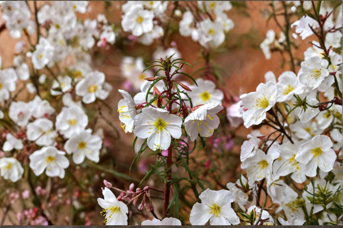 Pale Evening Primrose Seeds – Oenothera pallida Native Drought-Tolerant Wildflower, 100 Seeds