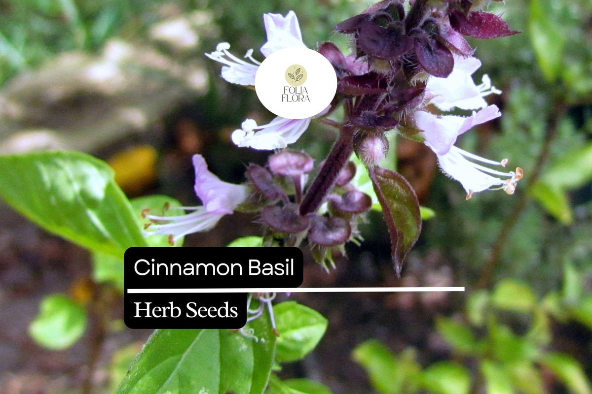 300 Cinnamon Basil Seeds, Ocimum basilicum, Aromatic Herb with Spicy Cinnamon Flavor, Culinary, Pollinator-Friendly