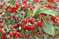 Montmorency Cherry Cuttings - Unrooted Prunus cerasus Tart Cherry Tree for Home Garden and Orchard