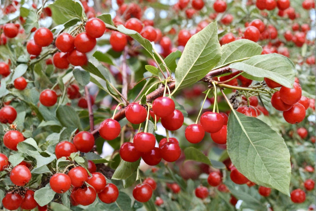 Montmorency Cherry Cuttings - Unrooted Prunus cerasus Tart Cherry Tree for Home Garden and Orchard