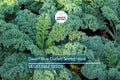 Dwarf Blue Curled Scotch Kale Seeds – Non-GMO, Heirloom, Cold Hardy, Curly Kale, Brassica oleracea, Nutritious Greens