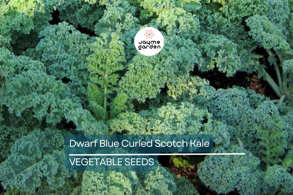 Dwarf Blue Curled Scotch Kale Seeds – Non-GMO, Heirloom, Cold Hardy, Curly Kale, Brassica oleracea, Nutritious Greens