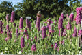 Purple Prairie Clover Seeds – Native Perennial, Drought Tolerant, Nitrogen Fixer, Pollinator Attractant, Dalea purpurea, 100 Seeds