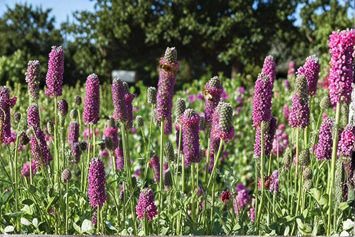 Purple Prairie Clover Seeds – Native Perennial, Drought Tolerant, Nitrogen Fixer, Pollinator Attractant, Dalea purpurea, 100 Seeds