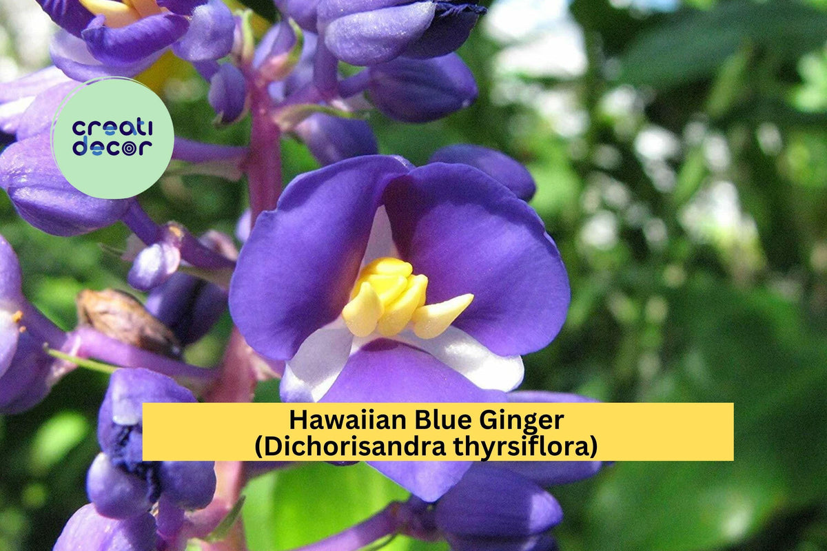 Hawaiian Blue Ginger Live Rooted Plant – Tropical Blue Flower, Dichorisandra thyrsiflora for Garden, Patio, or Indoor Container