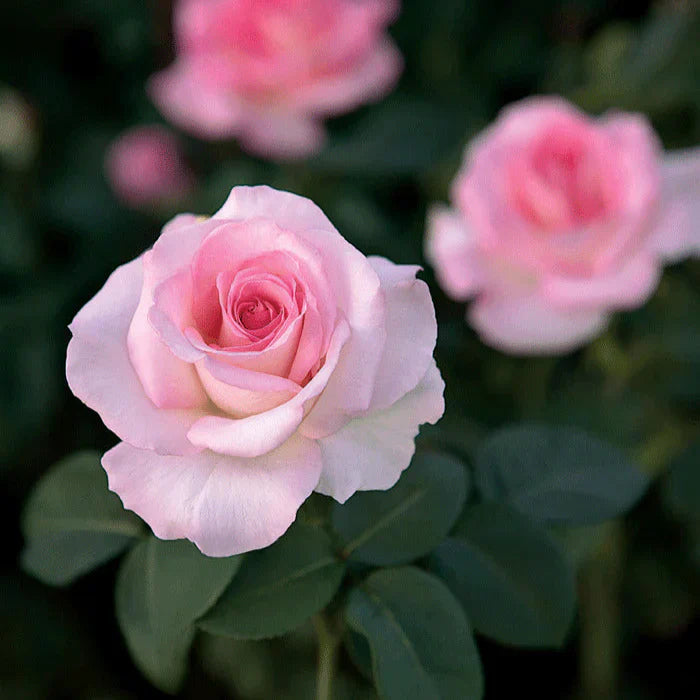 Super Rare Pink Promise Rose Cuttings – Rosa ‘Pink Promise’ Hybrid Tea Unrooted Propagation Set of 3