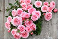 Miranda Rose Seeds, Flowering Rose Plant, Ornamental Shrub, Rosa spp. for Garden Beds & Landscape