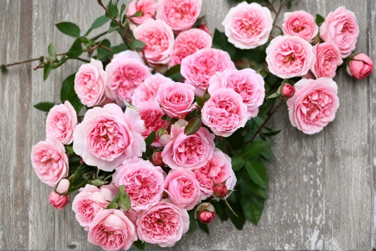 Miranda Rose Seeds, Flowering Rose Plant, Ornamental Shrub, Rosa spp. for Garden Beds & Landscape