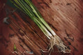 250 Seeds Tokyo Long Bunching Onion Non-Bulbing Green Onion Allium fistulosum for Salads, Soups, Stir-Fries