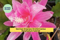 German Empress Orchid Cactus | 6"+ Rooted Epiphyllum Hybrid | Pink Magenta Exotic Flowering Houseplant