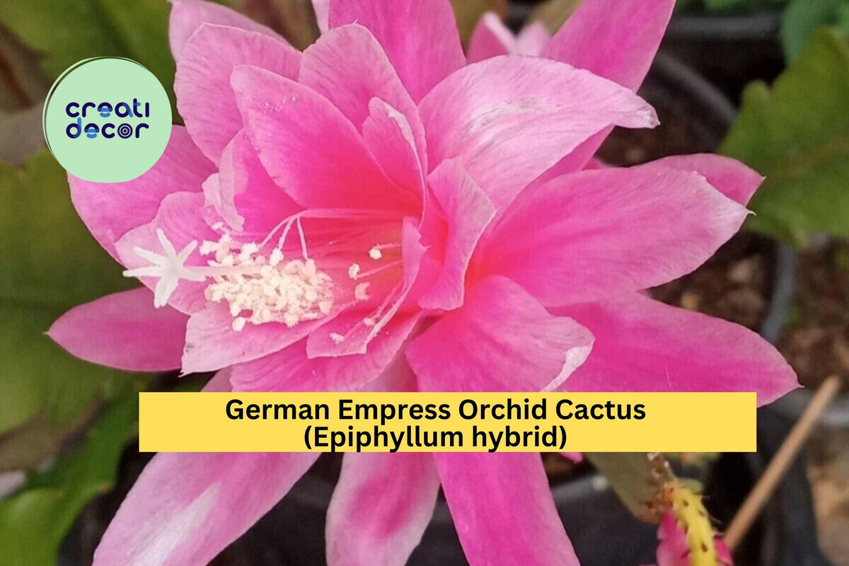 German Empress Orchid Cactus | 6"+ Rooted Epiphyllum Hybrid | Pink Magenta Exotic Flowering Houseplant