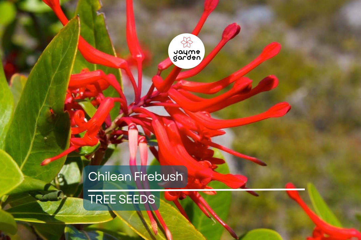 Chilean Firebush Tree Seeds – Embothrium coccineum, Rare Scarlet Flame Red Tubular Flowers, Hummingbird Magnet, Ornamental Garden Tree
