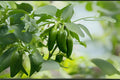 Jalapeño Early Hot Pepper Seeds – Heirloom Chili, 30 Seeds – Capsicum annuum for Salsas, Pickling, Grilling, Fresh Dishes