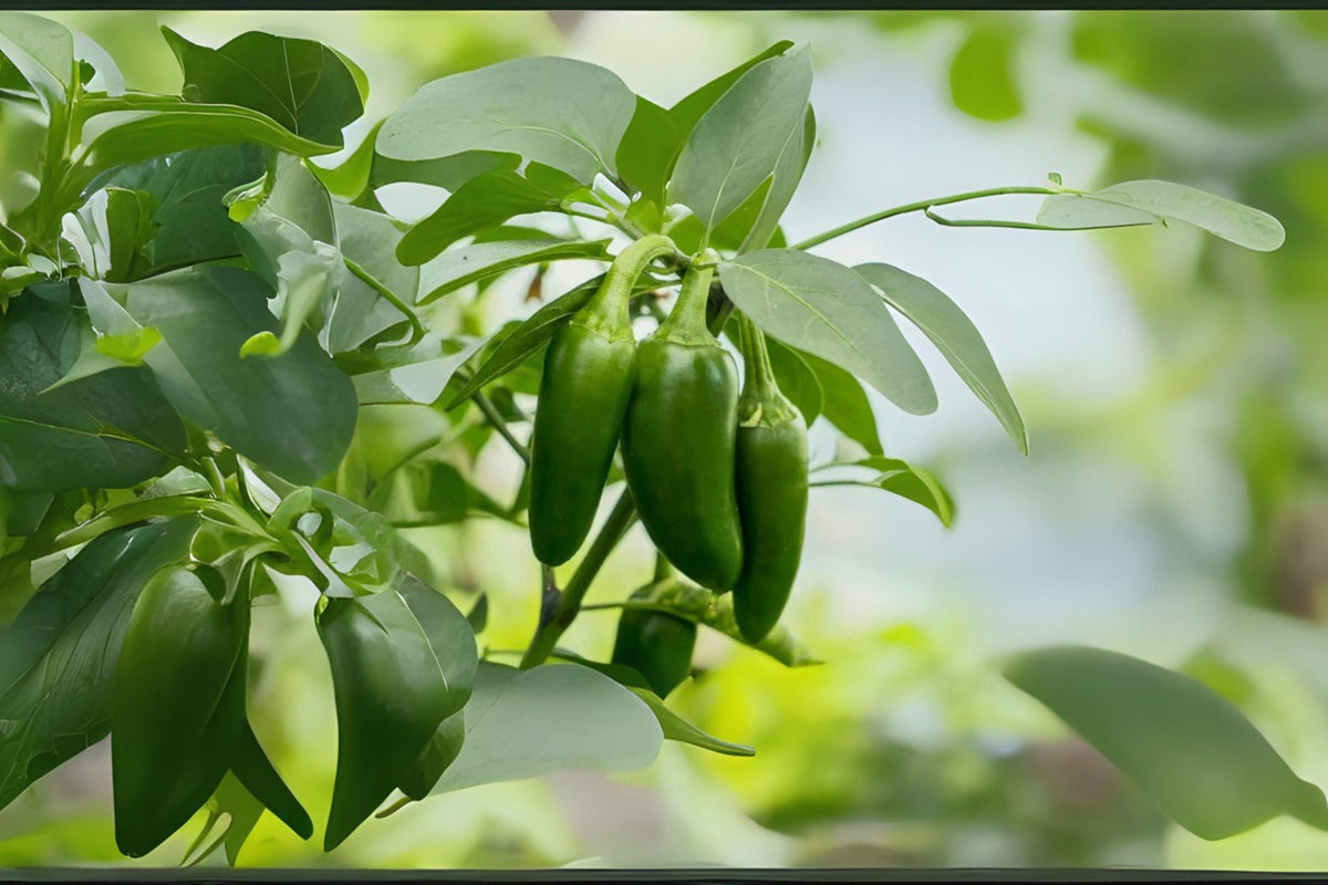 Jalapeño Early Hot Pepper Seeds – Heirloom Chili, 30 Seeds – Capsicum annuum for Salsas, Pickling, Grilling, Fresh Dishes