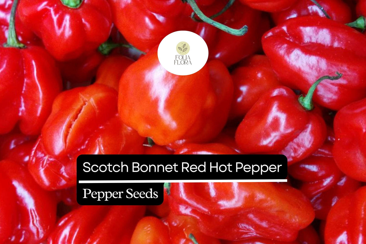 20 Seeds Red Scotch Bonnet Pepper Seeds – Capsicum chinense, Spicy Caribbean Chili, Fruity, Hot Sauce, Jerk Seasoning