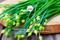 400 Garlic Chives Seeds – Non-GMO Perennial Herb for Cooking & Ornamental Gardens | Allium tuberosum