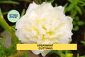 8 Spearmint Portulaca grandiflora Cuttings - Drought-Tolerant Flowering Succulent for Containers & Gardens